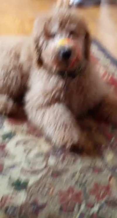 Pup is too young to remember snap bracelets.