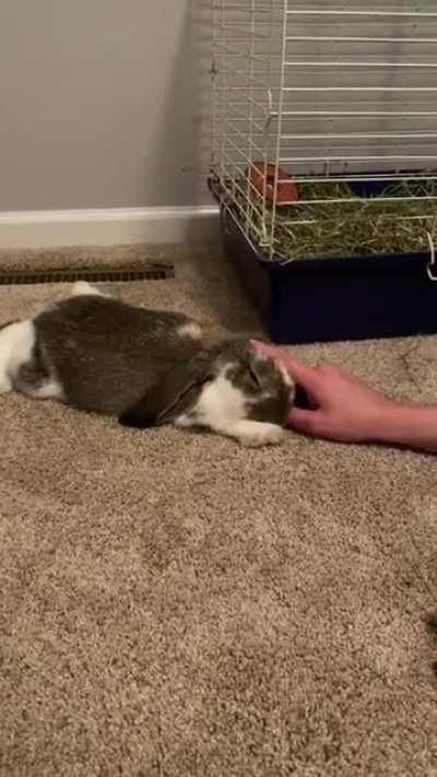 Moose is growing up into one cute and cuddly bun. 🥺🥰🐰