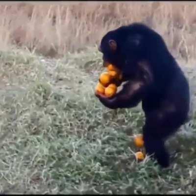 Апельсинчики