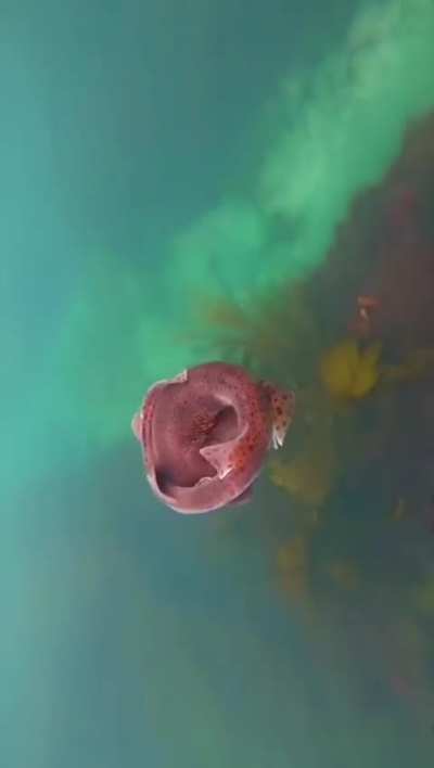 This little shark’s defence mechanism