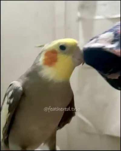 Laughing cockatiel