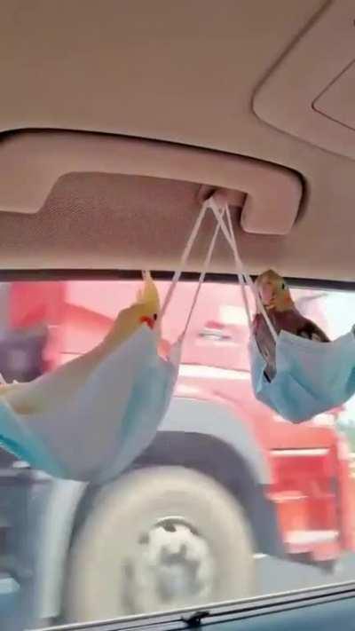 Finding the most comfortable seat in the car..