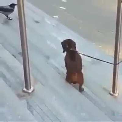 Ornery! Just plain ornery!