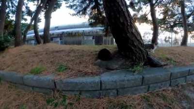 There was a black cat in the pine forest, so when I stroked it, other cats also gathered.