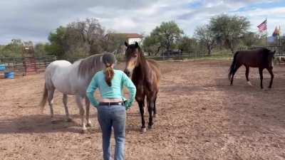 Damn horses and me have a lot in common