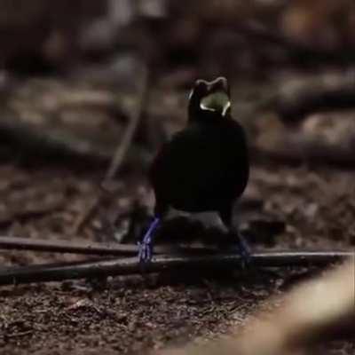 Синеголовая великолепная райская птица