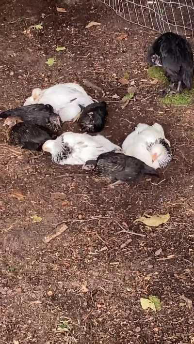 First time out in the yard