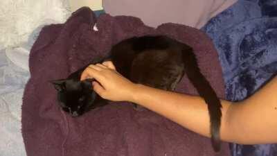 Petting me with her tail in exchange for them ear scritches