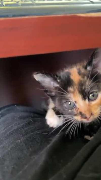 Chainsaw came in for a sneak attack, but was foiled by her own tiny claws.