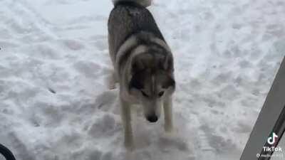 HMK while I thrive in my habitat