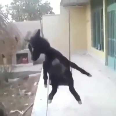 Cursed_Swing