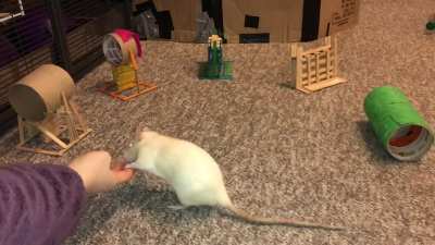 My awesome pet rat Coconut doing a fun agility course!