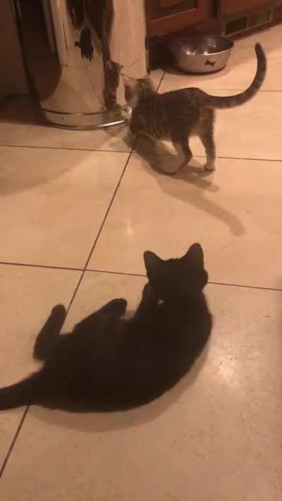 Kitten tapping new mirror friend