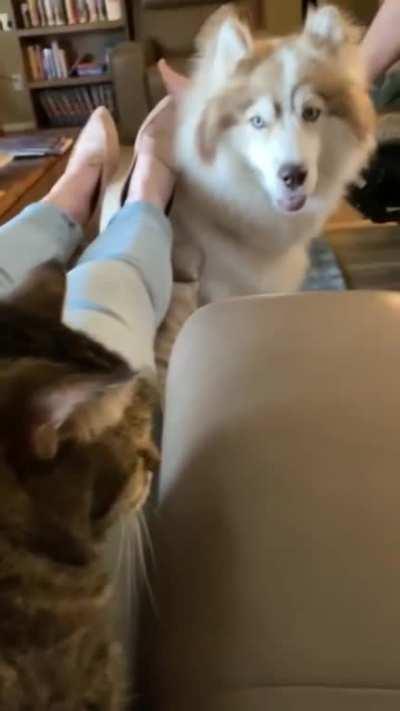 Mason can't stand that Munchkin is getting all the attention!