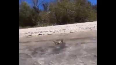 Кошки боятся воды, говорите? Вот вам бесстрашный покоритель водной стихии!