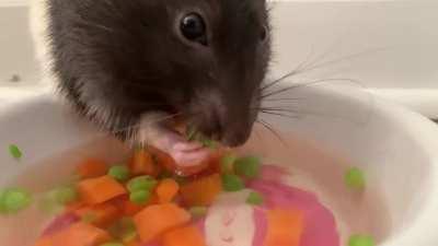 Junior searching for peas 🐀