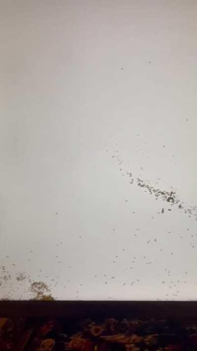 Ants making themselves at home in my new TV.