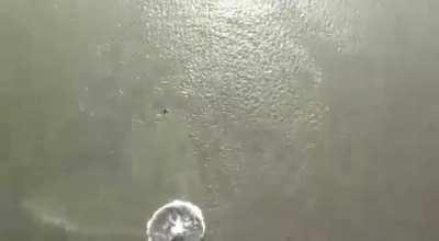 I wonder how many survived.