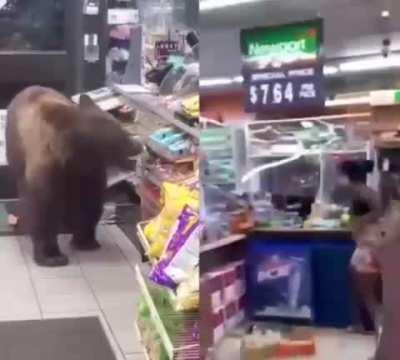 Bears have killed 13 people since 2020 according to Wikipedia.