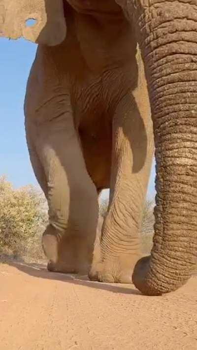 #39 (Warning elephant dong)