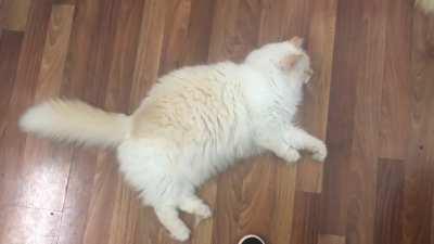 I heard you all would appreciate Miss Opal’s beautiful bottlebrush