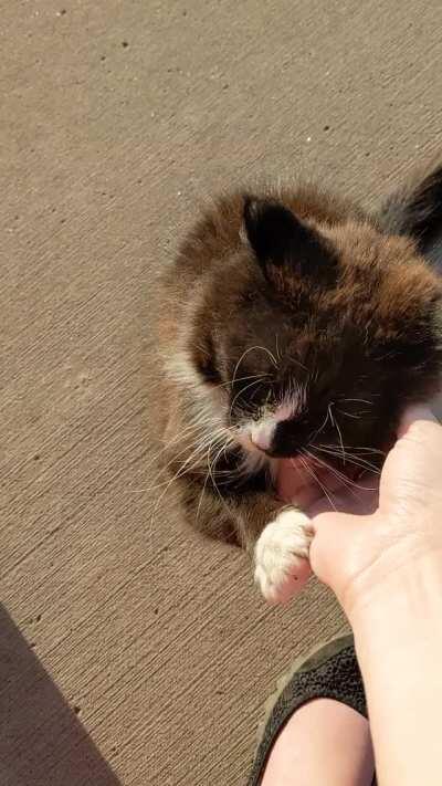 Found this sweet fluff outside my AirBNB. 