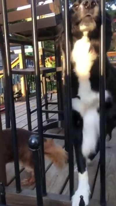 Border collies need lots of pets