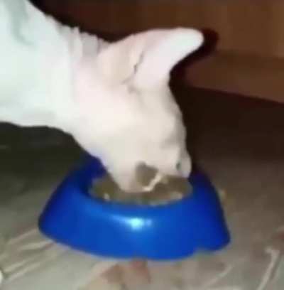 Silêncio, vadia. Meu gato está a saciar.