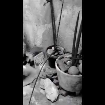 Darwin would be proud