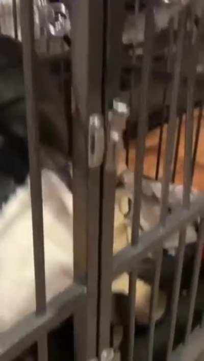 Dog licks its way out