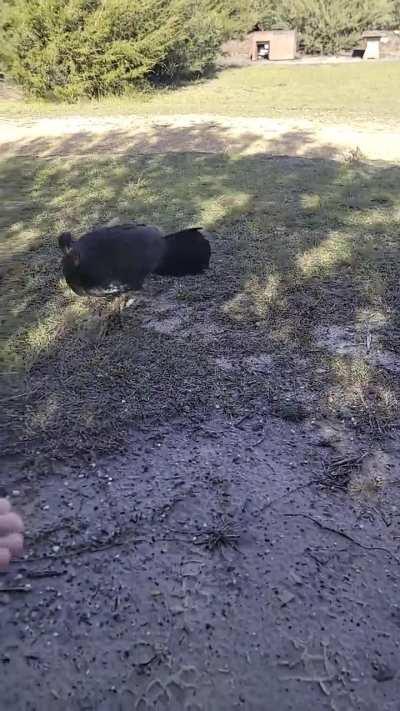 They don't show this part in the Disney movies