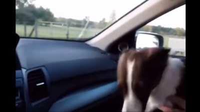 Puppy realizes he is at the dog park and gets excited