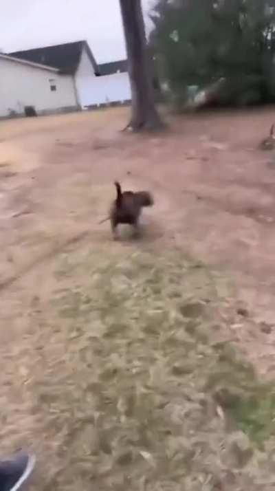 Walking a dog as big as you are.