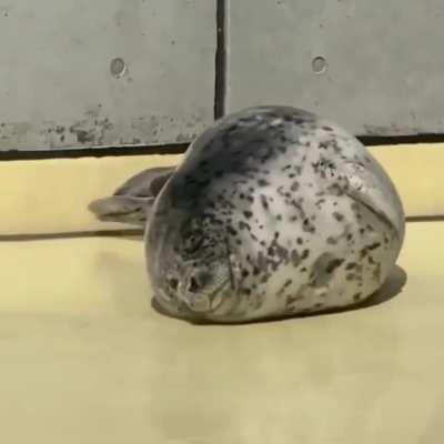 Me trying to get off the sofa after covid 19 had ended