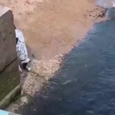 This dog does not need anyone to play ball