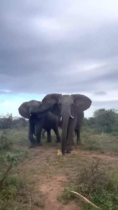 Elephant rips a huge fart RIGHT in front of the carer