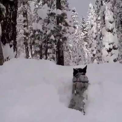 Good boi running in the snow
