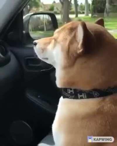 Doge e Chapadog curtem um som