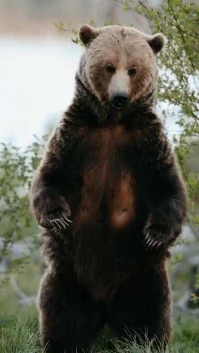 Found a curious grizzly snacking on dandelions