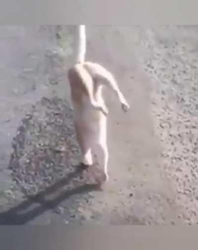 If this is weed, then I understand why it's banned from the Olympics