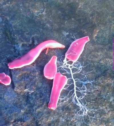 This ungodly creature...