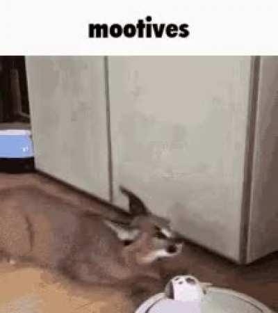 Mootives