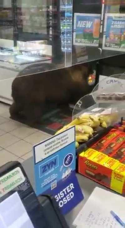 The broomstick didn't stop the bear