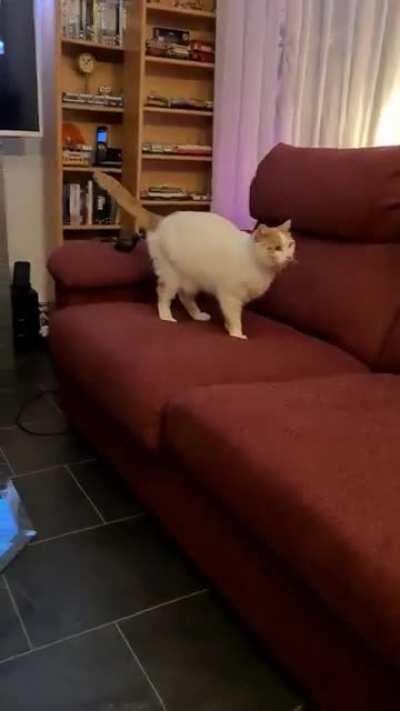 A hyperlapse video of how my cat comes to sit with me.