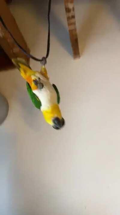 Nothing like a morning sing and swing with Eugene!