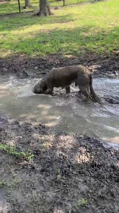Two kinds of golden retrievers: