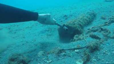 Divers getting a close up of an octopus with their GoPro