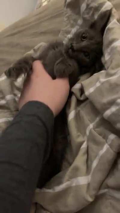 This was back in March, before she knew cats were supposed to hate belly rubs. She just seemed confused.