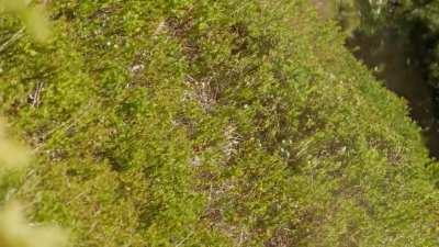 Man is recording a bear. Bear does not like it and charges.