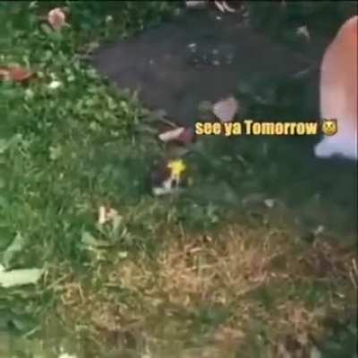 What was the reaction of hamster?